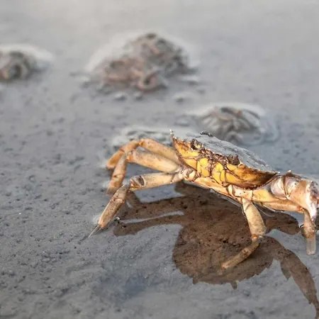 Quartier Hohe Geest 24 *